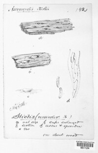 Propolis farinosa image